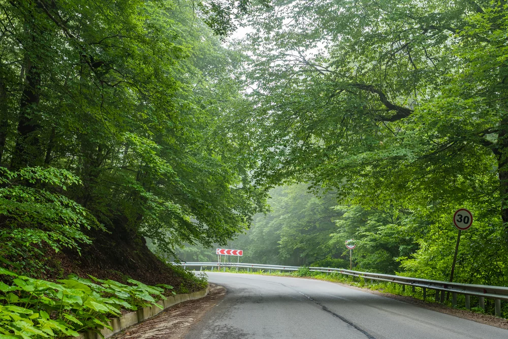 One-day trip idea - Bear sanctuary near Tbilisi
